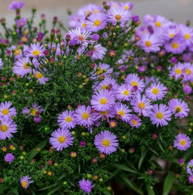 Aster novi-belgii 'Showmakers' P14 25cm