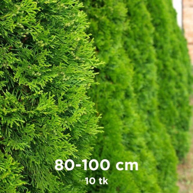 Harilik elupuu 'Brabant' mullapalliga 80-100cm 10tk