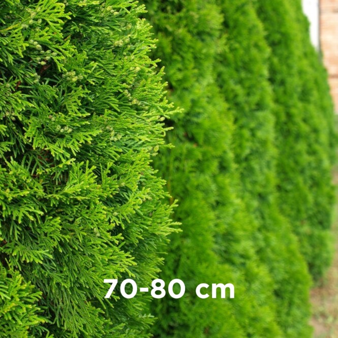 Harilik elupuu 'Brabant' mullapalliga 70-80cm