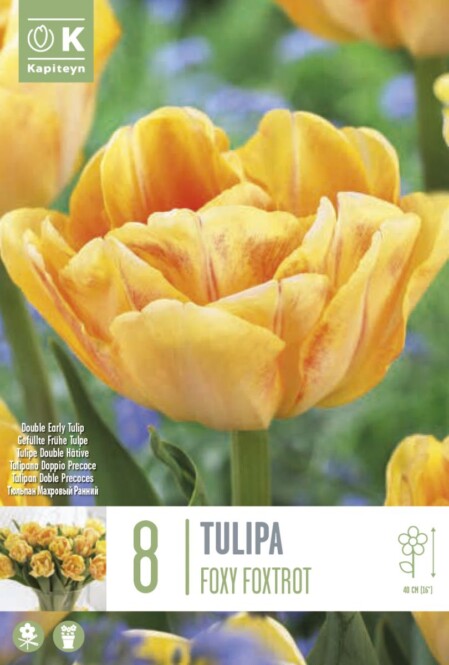 Tulp 'Foxy Foxtrot' 8tk