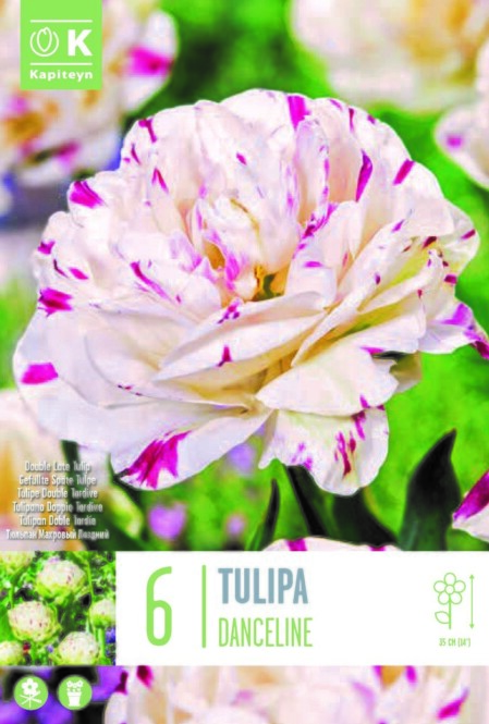 Tulp 'Double Late Danceline' 6tk