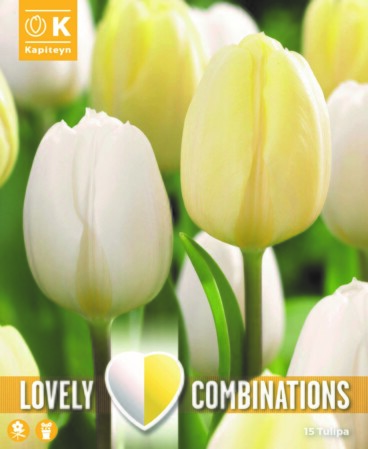  Tulp 'White & Cream' 15tk 