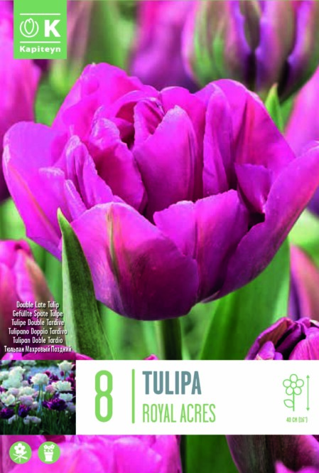 Tulp 'Double Royal Acrest' 12/+ 8tk