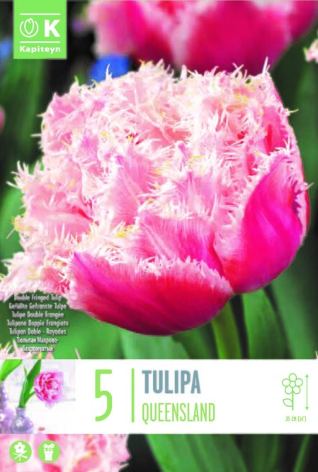  Tulp 'Danceline' 8tk 