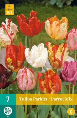 Tulp 'Parrot Mix' 11/12 7tk