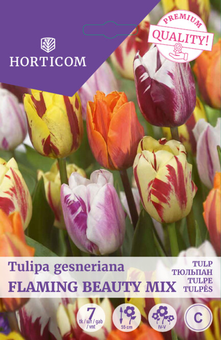 Tulp 'Flaming Beauty Mix' 11/12 7tk