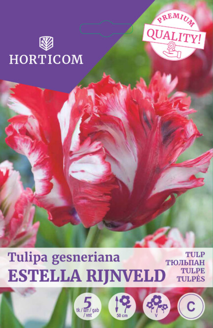 Tulp 'Estella Rijnveld' 11/12 5tk