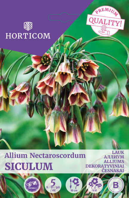  Lauk 'Allium Nectaroscordum Siculum' 5tk 