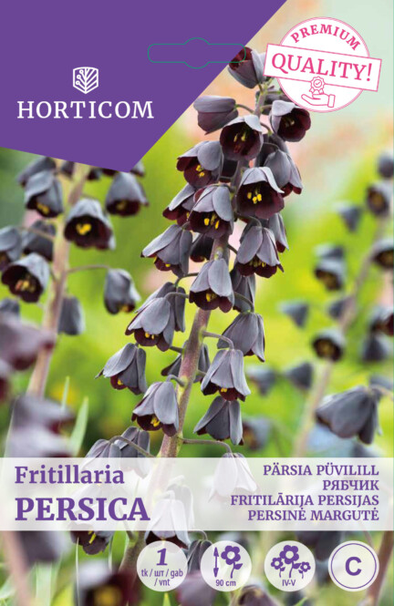 Püvilill 'Fritillaria Persica' 20/24 1tk