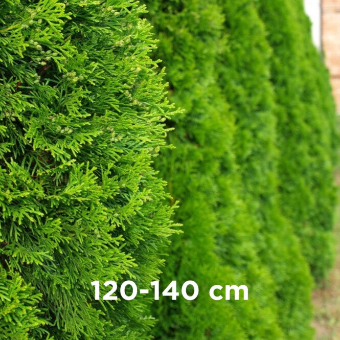 Harilik elupuu 'Brabant' mullapalliga 120-140cm