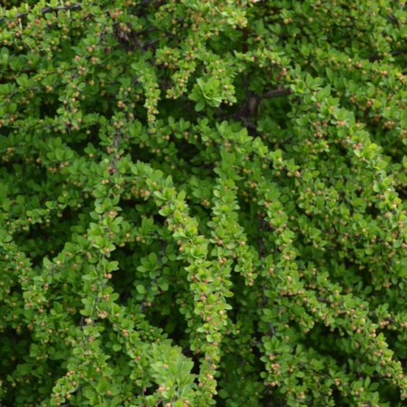  Thunbergi kukerpuu 'Green Carpet' C2 