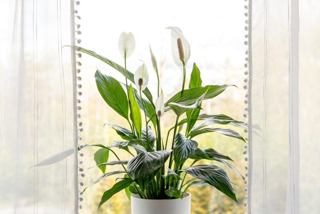 Hortes_Peace_Lily_Spathiphyllum