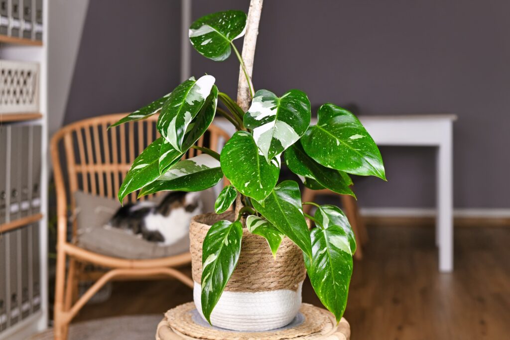 Hortes_Philodendron