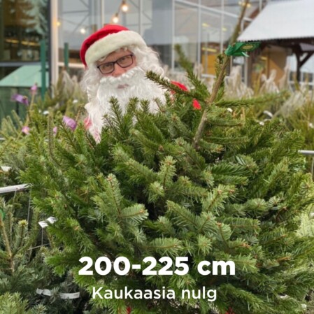  Lõigatud jõulupuu kaukaasia nulg 200-225cm 