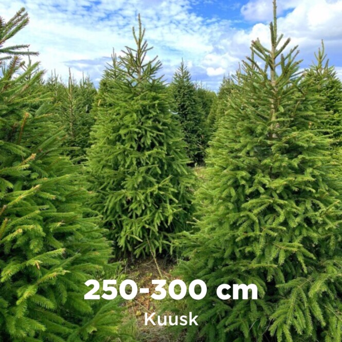  Lõigatud jõulupuu kuusk 250-300cm 