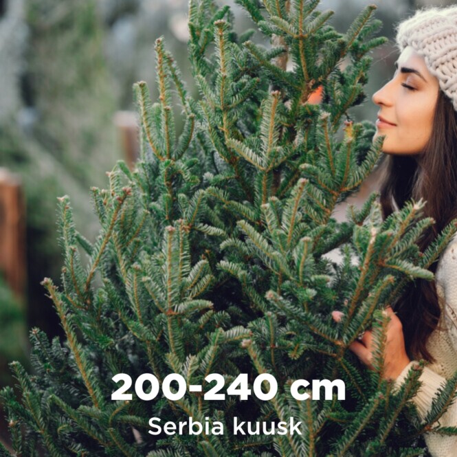  Lõigatud jõulupuu serbia kuusk 200-240cm 