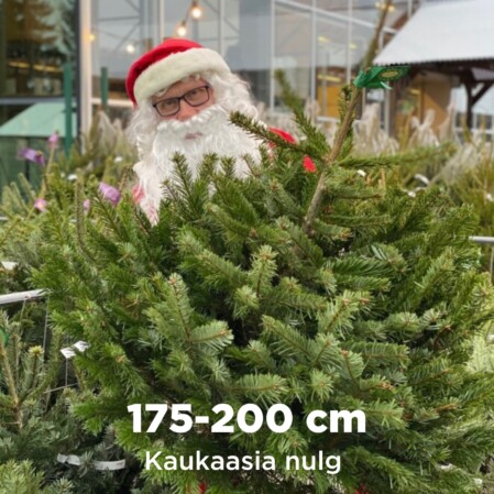  Lõigatud jõulupuu kaukaasia nulg 175-200cm 
