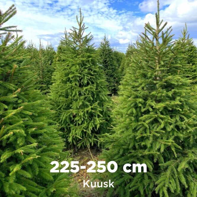 Lõigatud jõulupuu kuusk 225-250cm