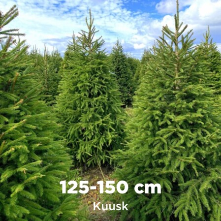  Lõigatud jõulupuu kuusk 125-150cm 