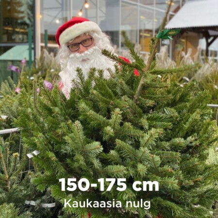  Lõigatud jõulupuu kaukaasia nulg 150-175cm 