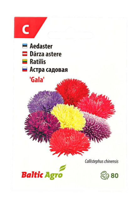 Aster ‘Gala’ 80s