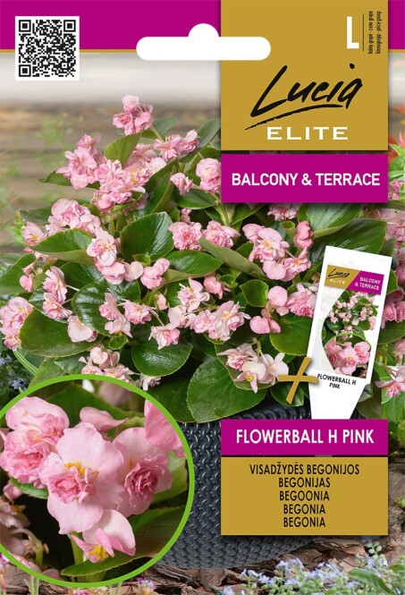 Begoonia 'Flowerball H Pink'