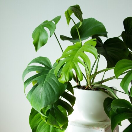  Meeldiv monstera Ø27cm h110cm 