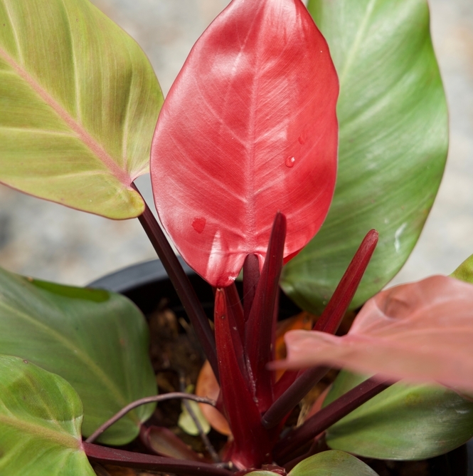 Filodendron 'Cherry Red' 12cm h30cm