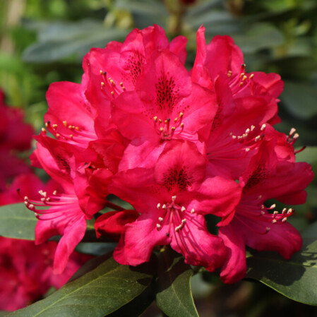 Rododendron 'Red Jack' 4-liitrises potis h30-40cm 