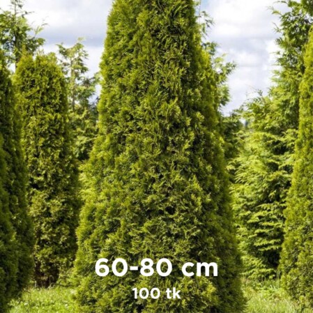  Harilik elupuu 'Smaragd' mullapalliga 60-80cm 100tk 