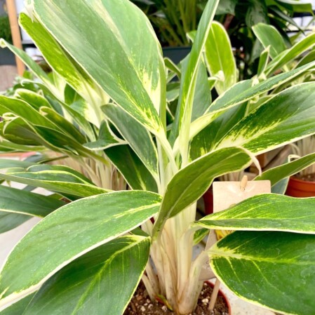  Aglaoneema 'White Lime' Ø12cm h36cm 