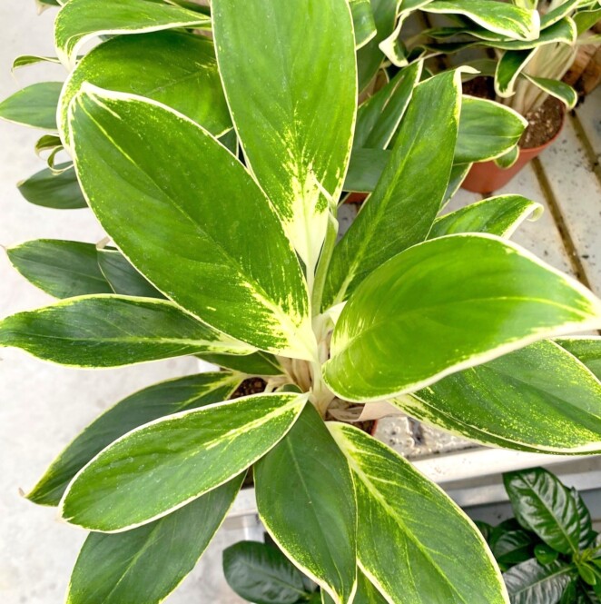  Aglaoneema 'White Lime' Ø12cm h36cm 