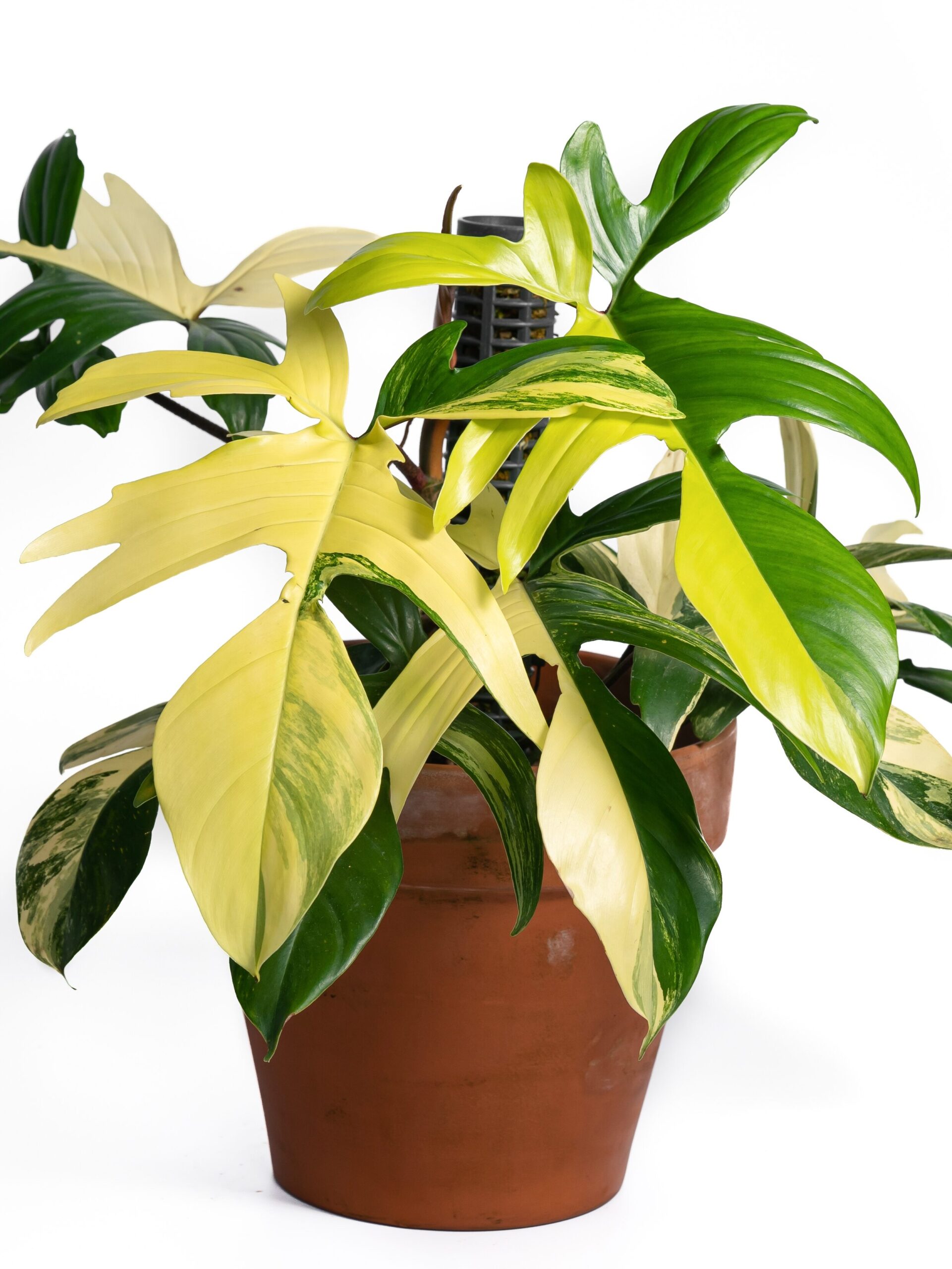 Hortes_Philodendron-Florida-Beauty