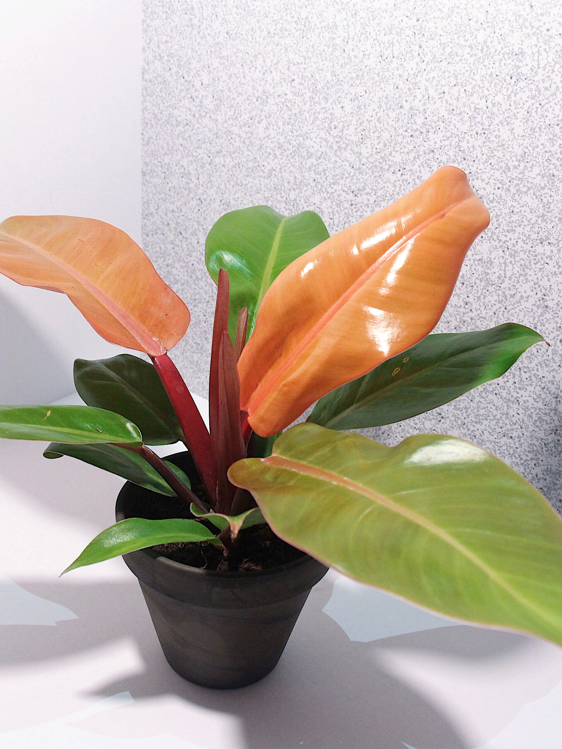 Hortes_Philodendron-Prince-of-Orange