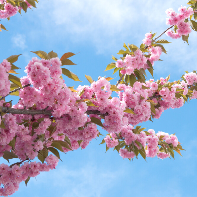 Peensaagjas kirsipuu 'Kanzan' tüvel 120cm 5-liitrises potis h140cm