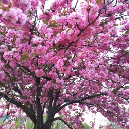  Peensaagjas kirsipuu 'Kanzan' tüvel 120cm 5-liitrises potis h140cm 
