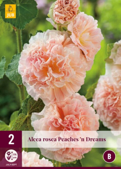  Tokkroos 'Alcea Rosea Peaches'N Dreams' 2tk 
