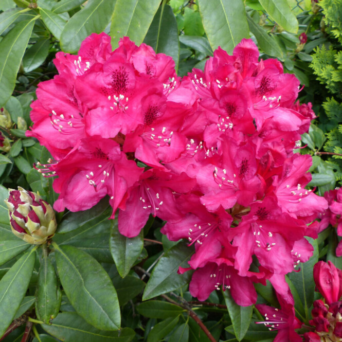 Rododendron 'Nova Zembla' C10/50-60