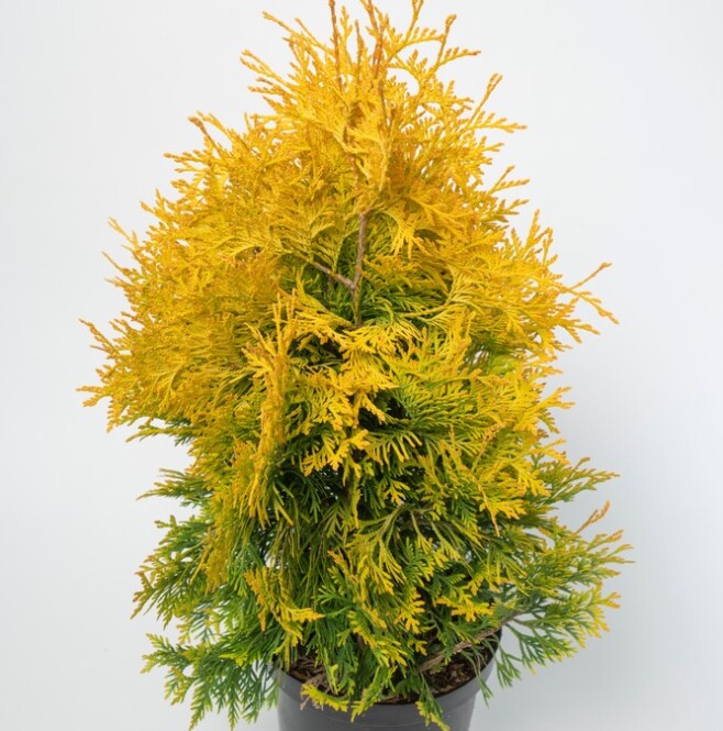 Harilik elupuu 'Yellow Ribbon' h160-180cm 