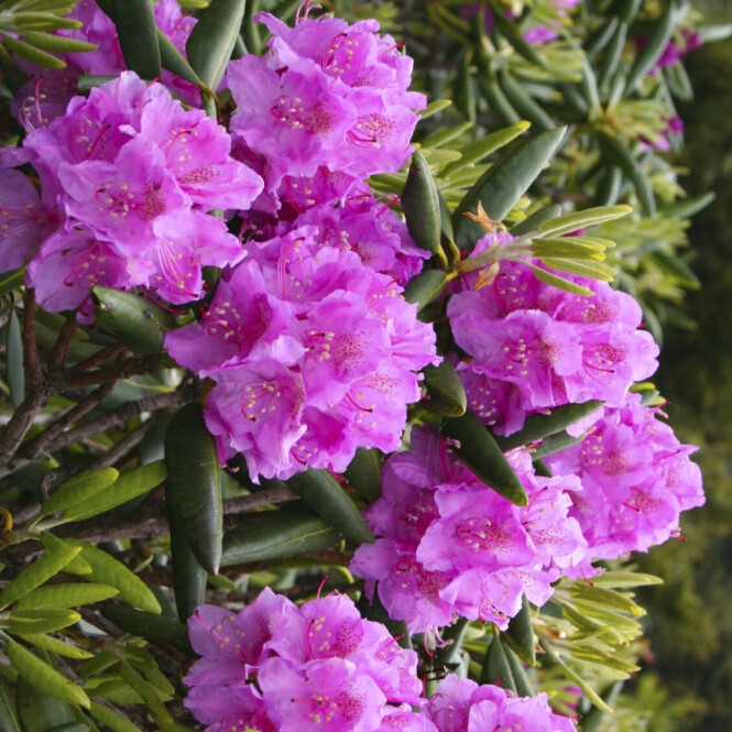 Rododendron 'Catawbiense Grandiflorum' 5-liitrises potis h30-40cm