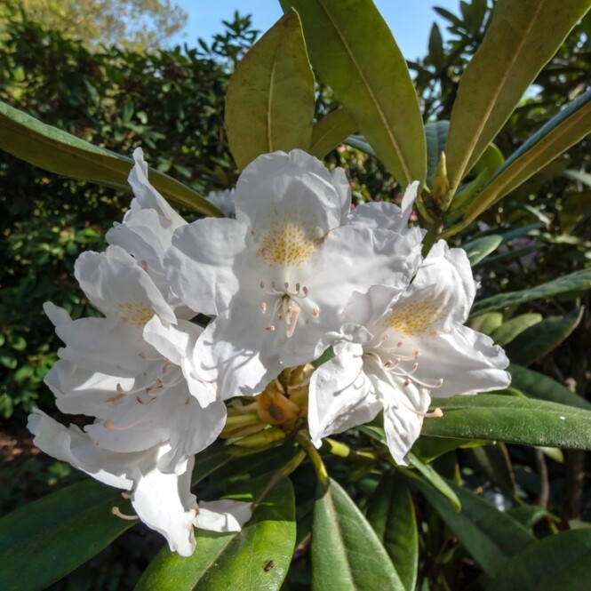  Rododendron 'Catawbiense Album' 5-liitrises potis h30-40cm 