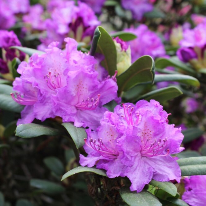 Rododendron 'Lee's Dark Purple' 5-liitrises potis h40cm