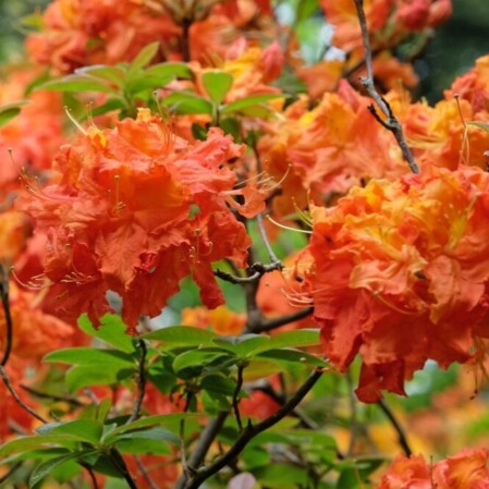  Rododendron 'Rosata' 5-liitrises potis h30-40cm 