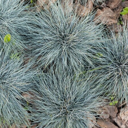  Hall aruhein 'Blauglut' 