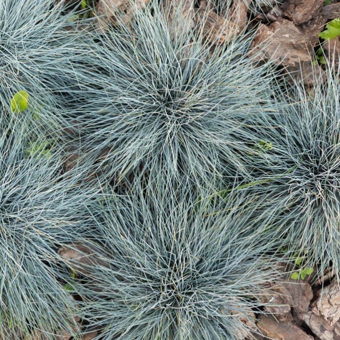 Hall aruhein 'Blauglut'