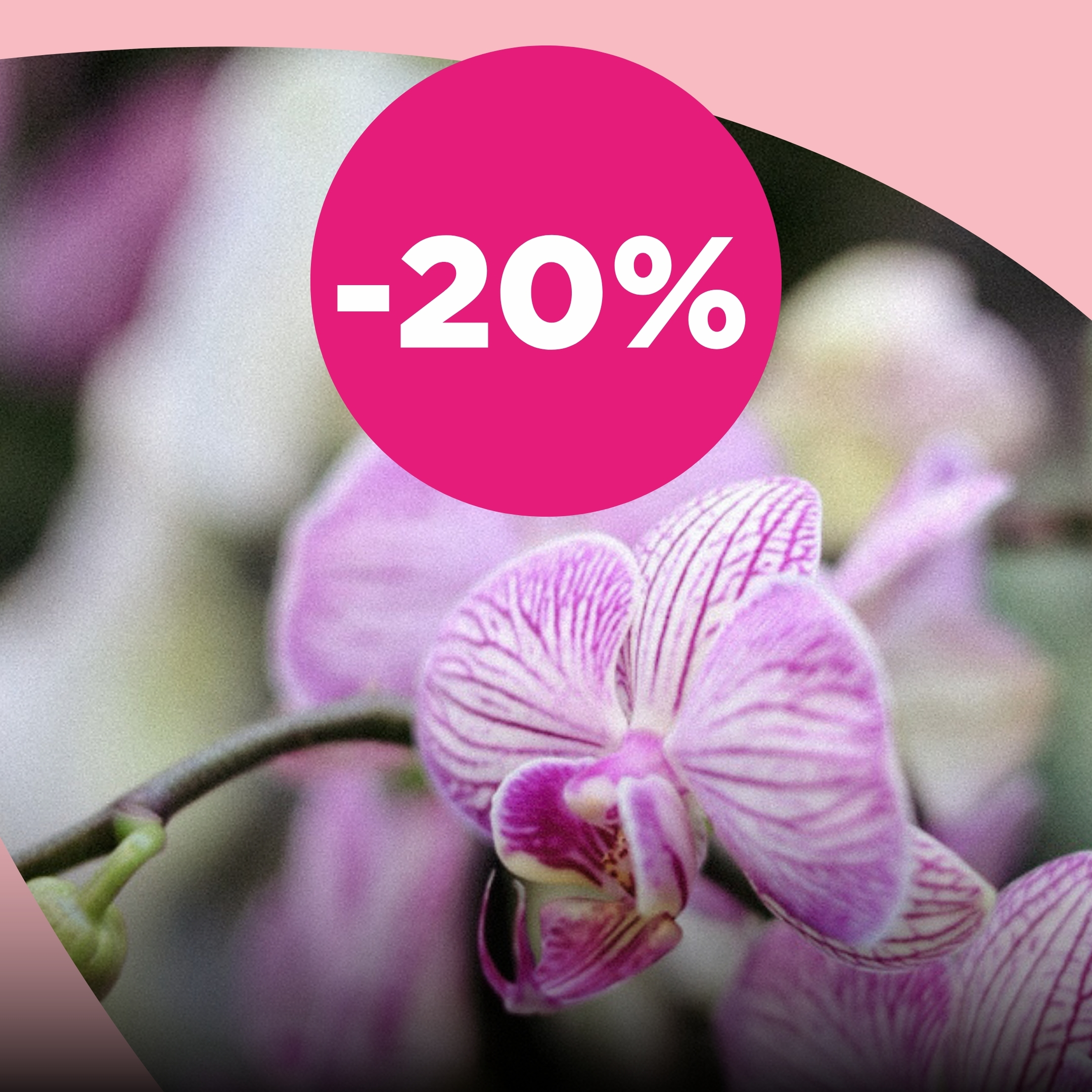 Kõik orhideed püsikliendile -20%
