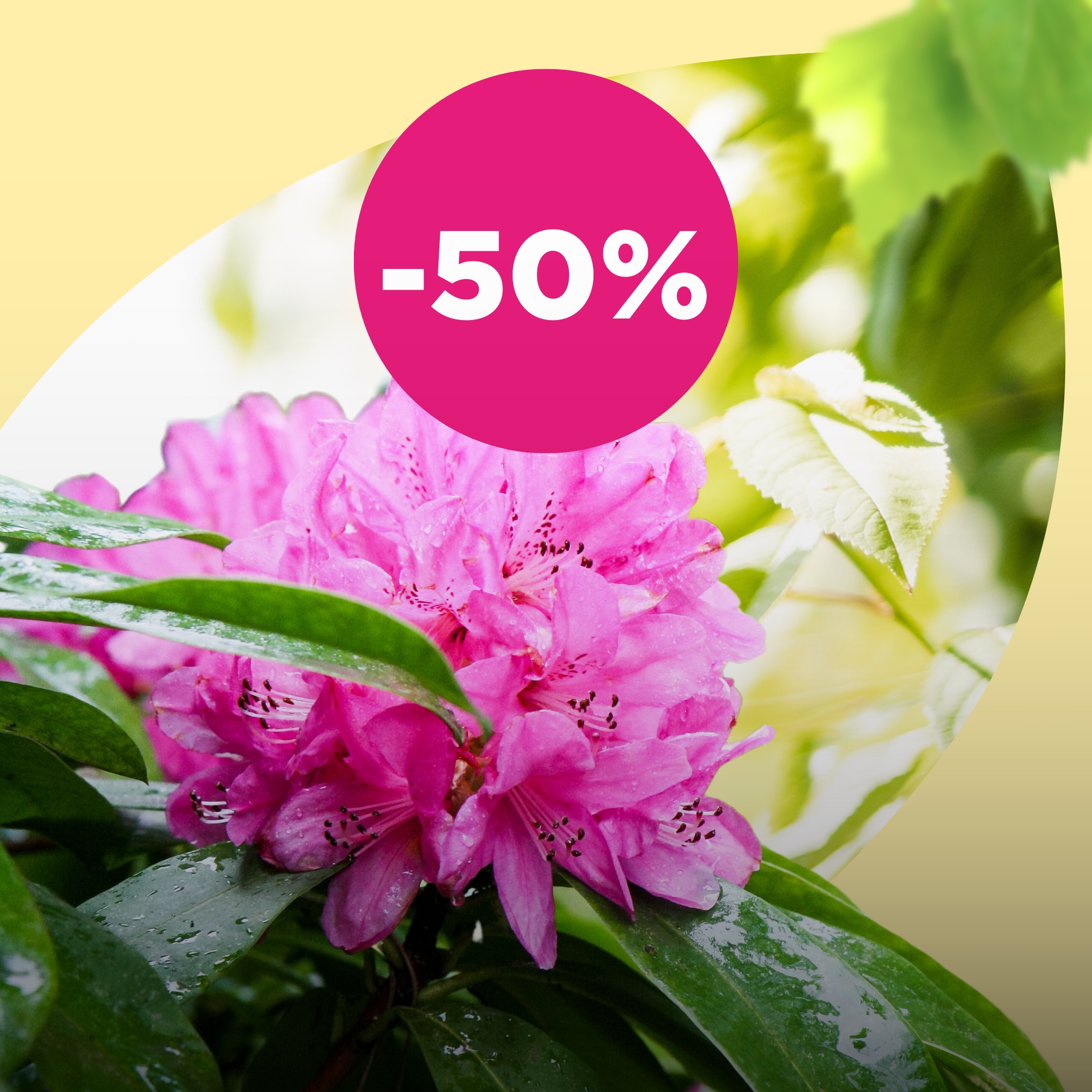 Rododendronid -50%