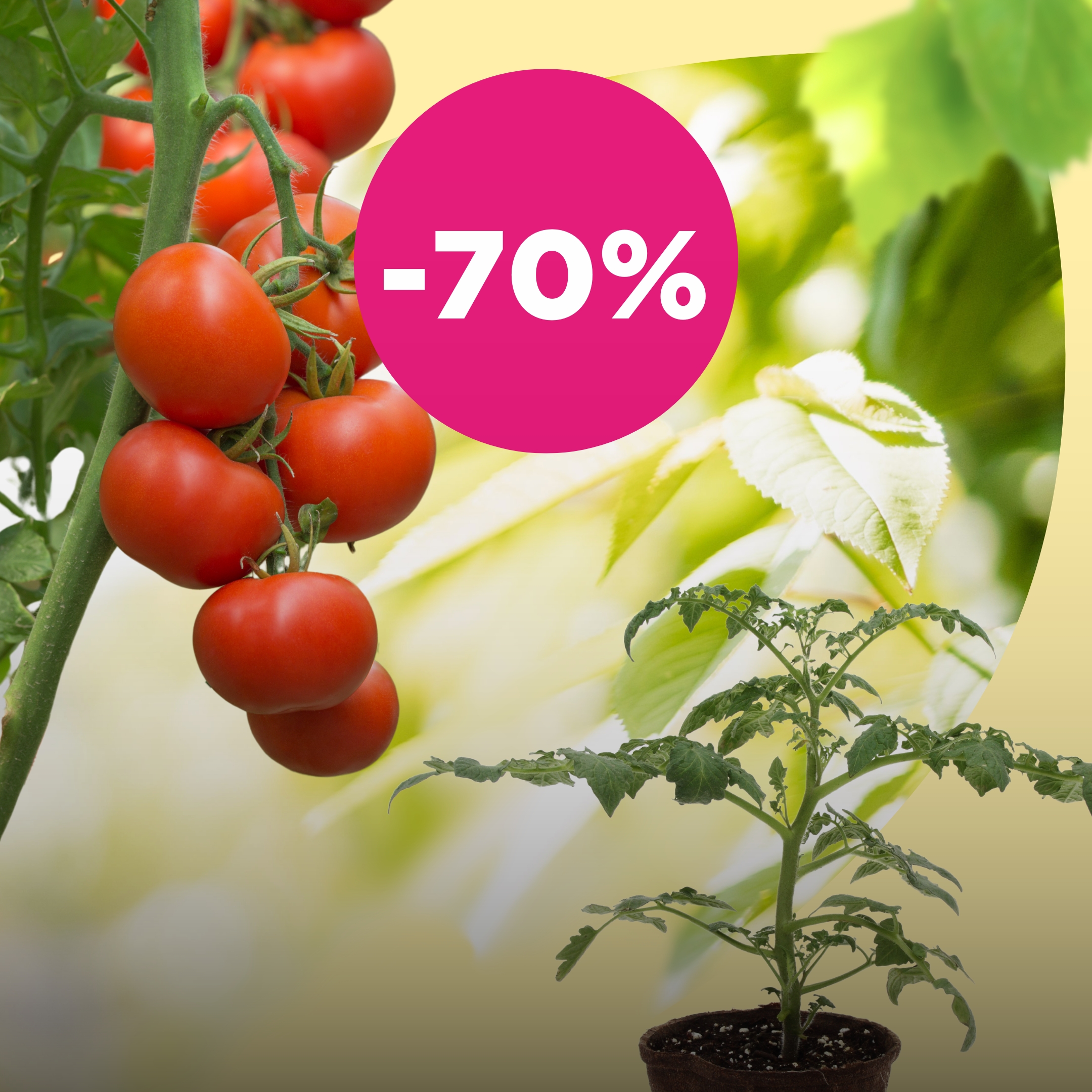 Tomatitaimed -70%