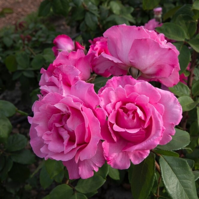  Roos 'McCartney Rose' 3-liitrises potis 