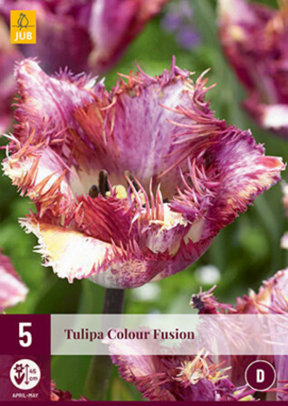  Tulp 'Colour Fusion' 5tk 